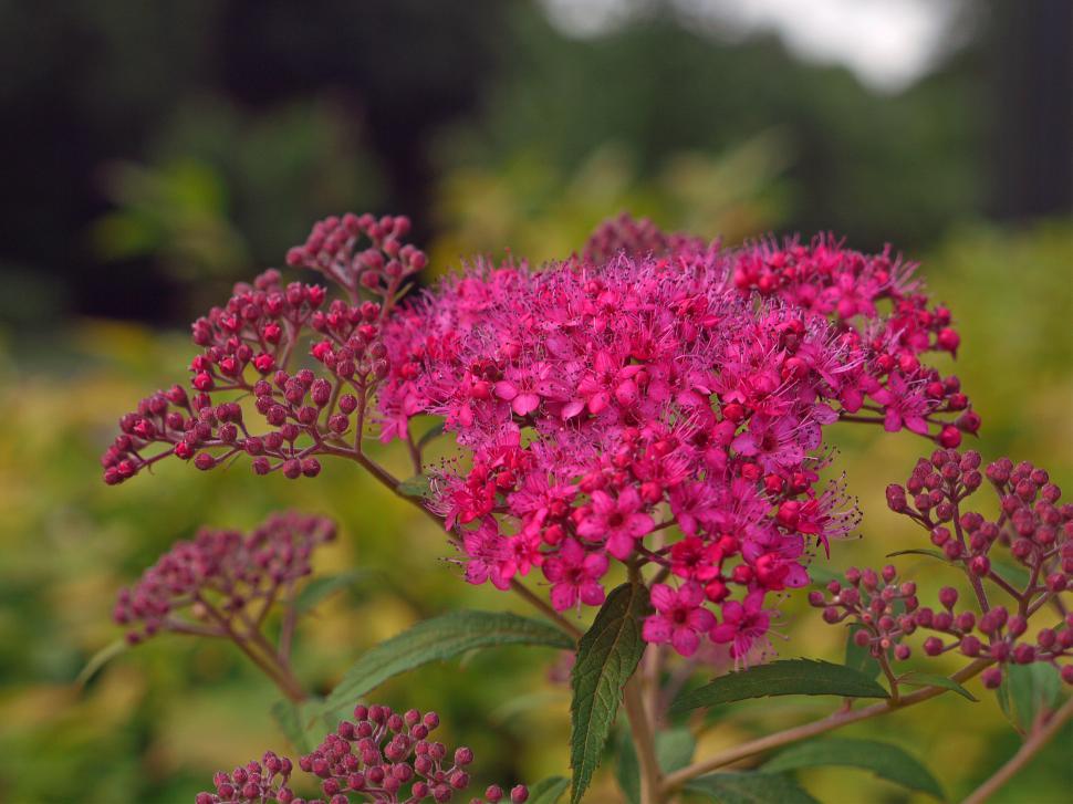 Free Image of Red Spirea Flowers 