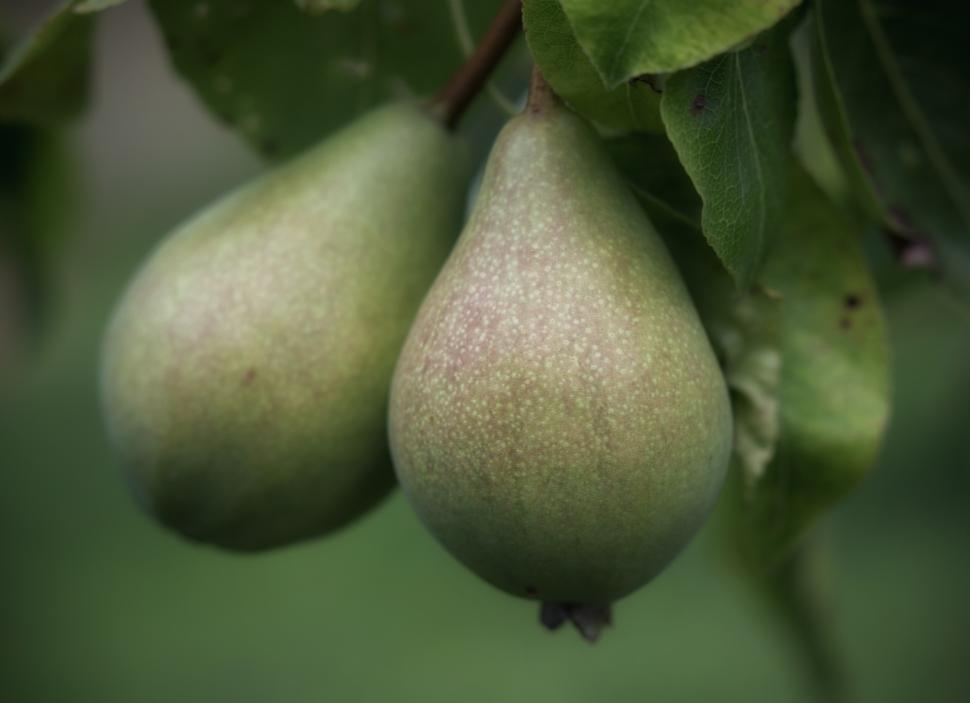 Free Image of Pears 