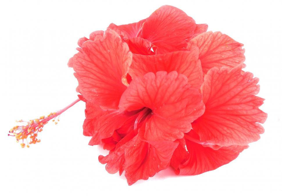 Free Image of Hibiscus Flowers 