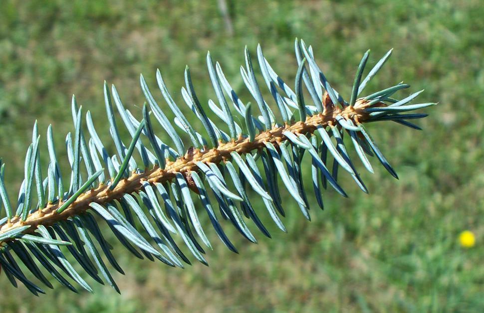 Free Image of Pine Needle Cluster 