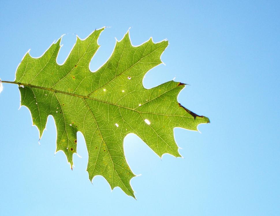 Free Image of Oak Leaf 