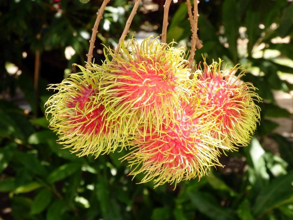 Free Image of Rambutan Fruit Tree 