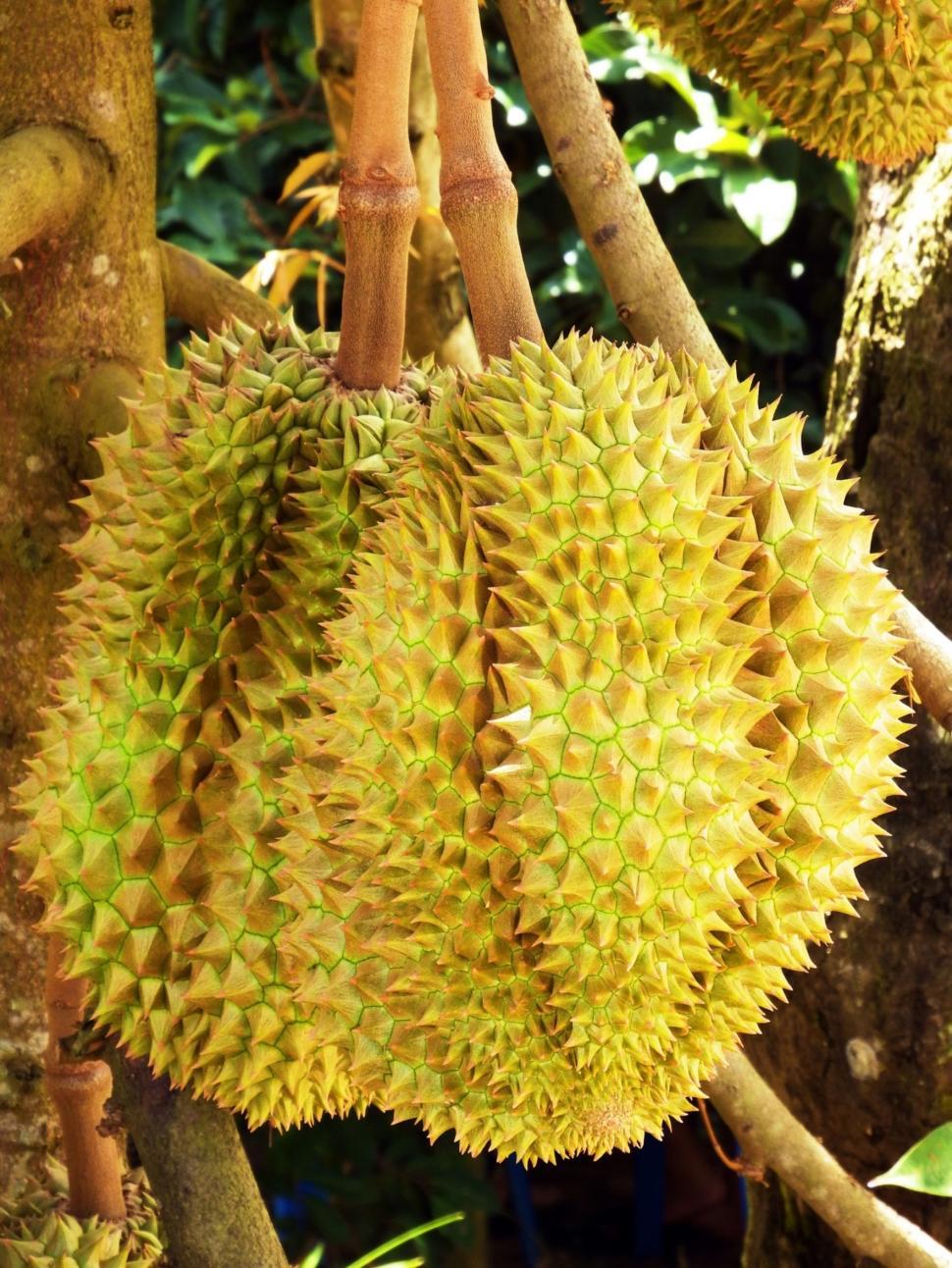 Free Image of Durian Fruit Tree 
