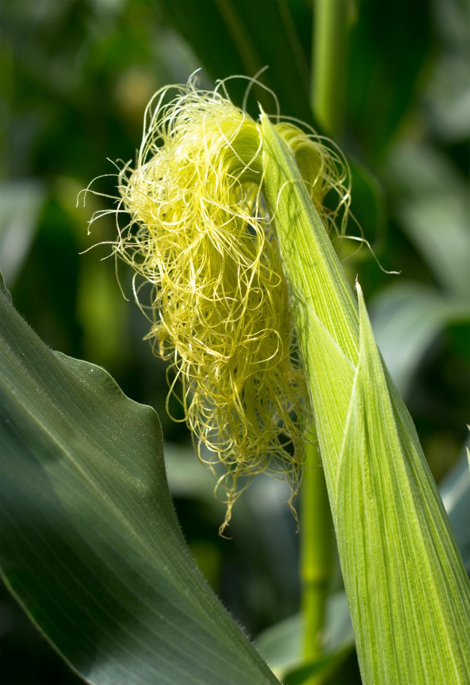Free Image of Growing corn 