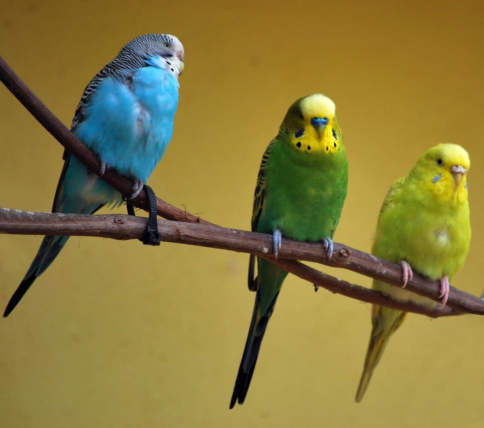 Free Image of Green and blue parakeets perched on a branch 