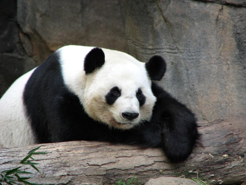 Free Image of Panda resting on a log 
