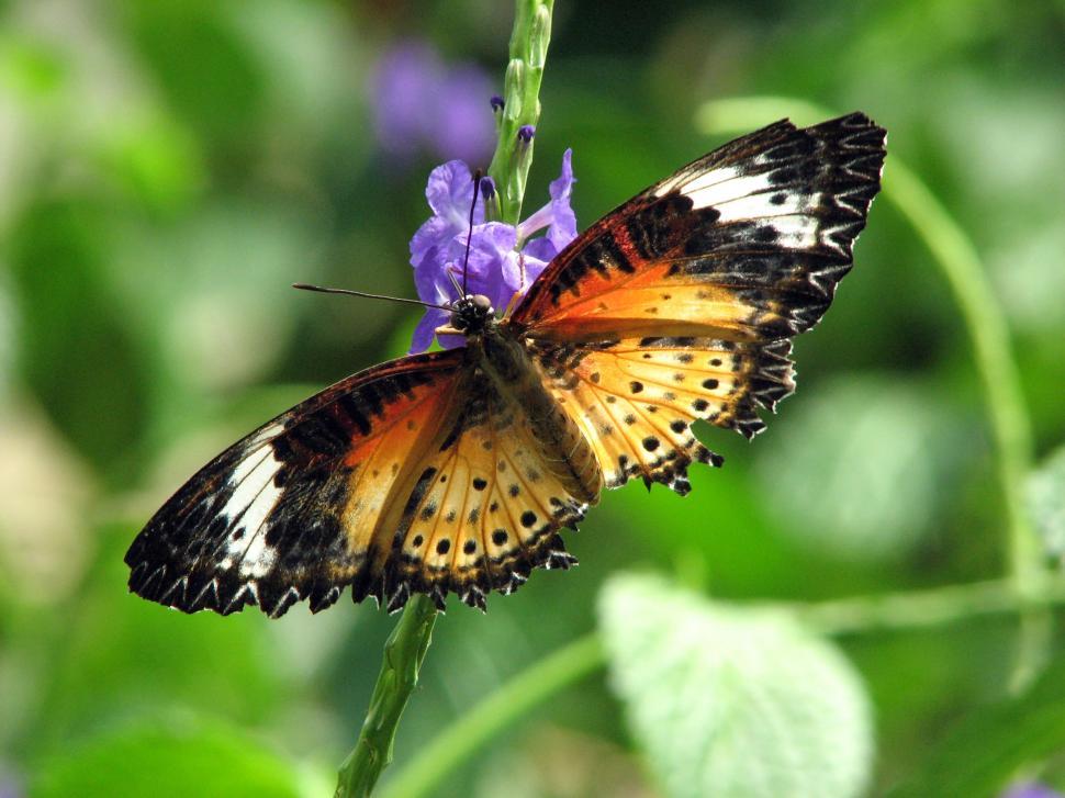 Free Image of Closeup of an orange butterfly on a blue flower 
