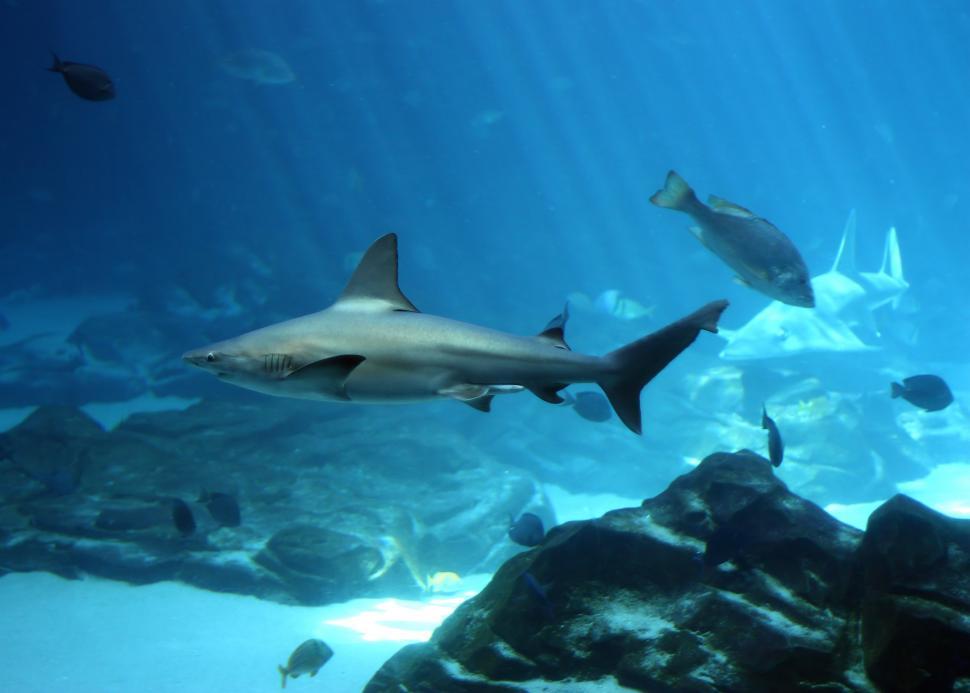 Free Image of A shark swimming under water 