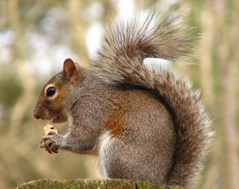 Free Image of Close-up of a squirrel eating a nut 