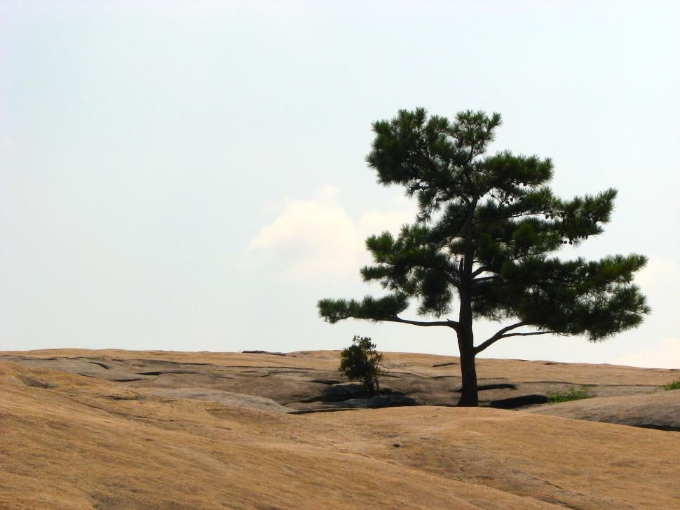 Free Image of Single tree at the top of Stone Mountain 