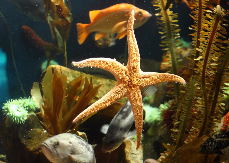Free Image of Close-up of a starfish under water 