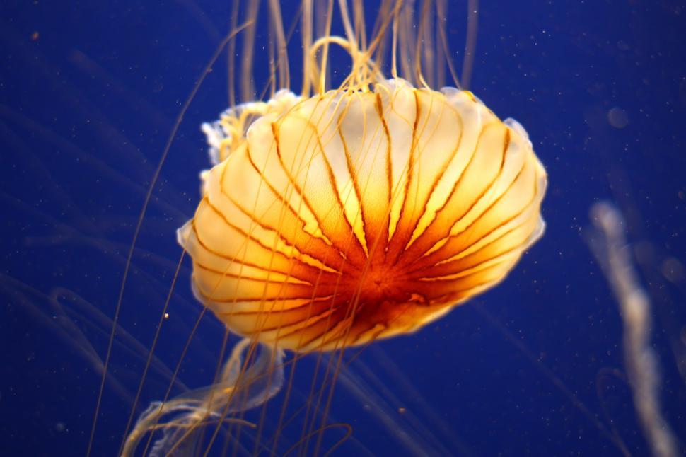 Free Image of A jellyfish under water 