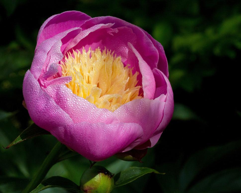 Free Image of Peony with drops 
