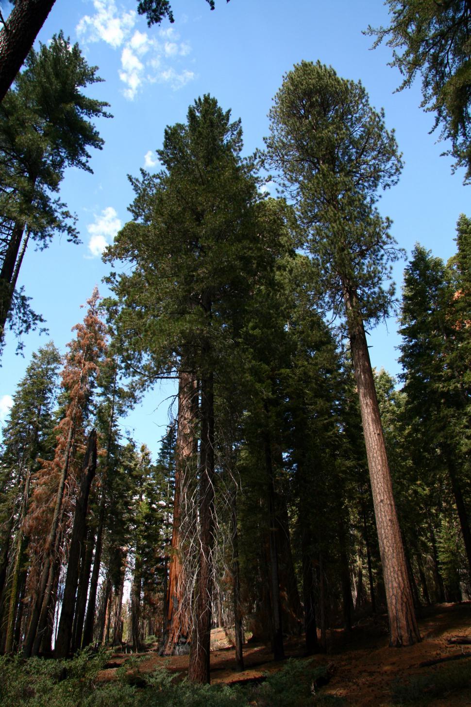 Free Image of Sequoia National Forest 