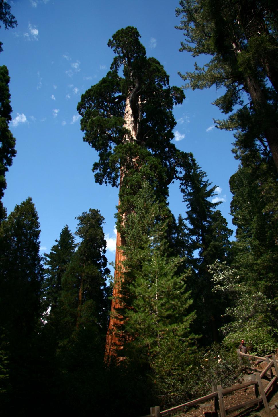 Free Image of Sequoia National Forest 