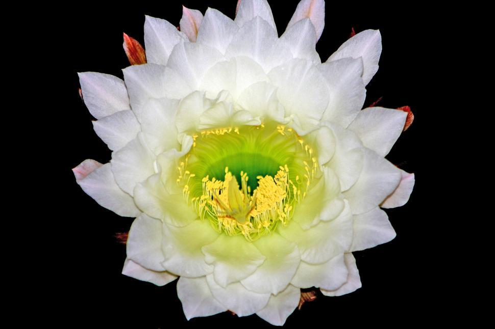 Free Image of A large white cactus flower blossoming at night 