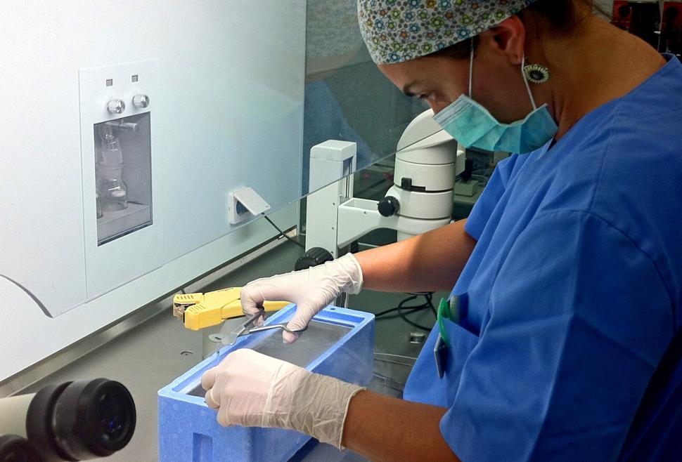 Free Image of Biologist preparing cryopreserved samples for IVF 