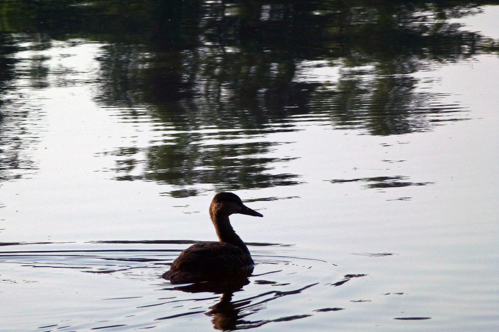 Free Image of Female Mallard Duck 