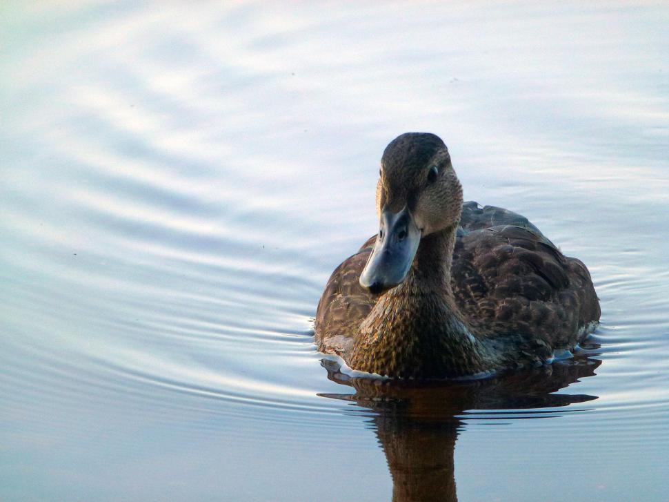 Free Image of Female Mallard Duck 