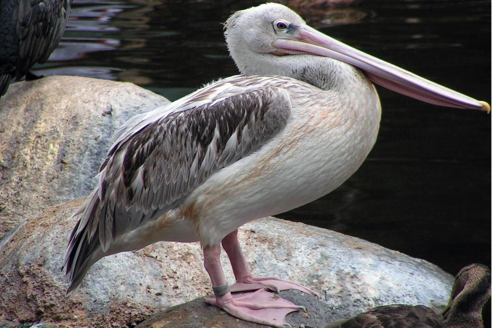 Free Image of Pelican 