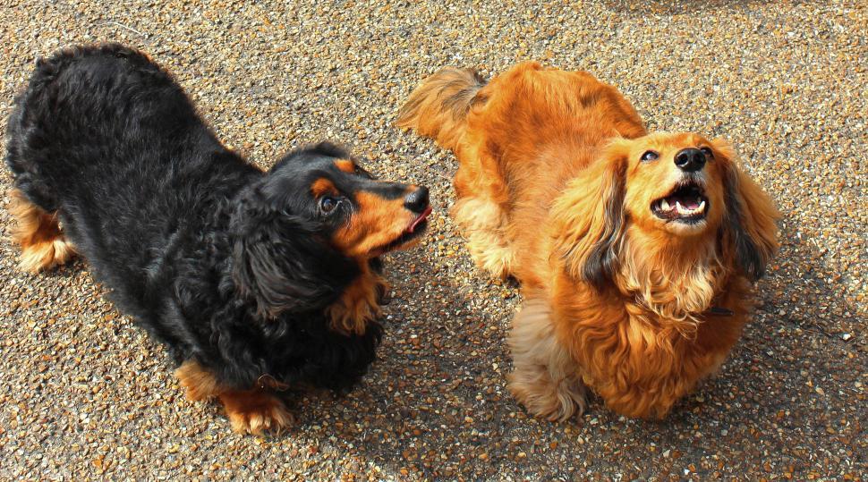 Free Image of A black dog and a brown dog looking above 