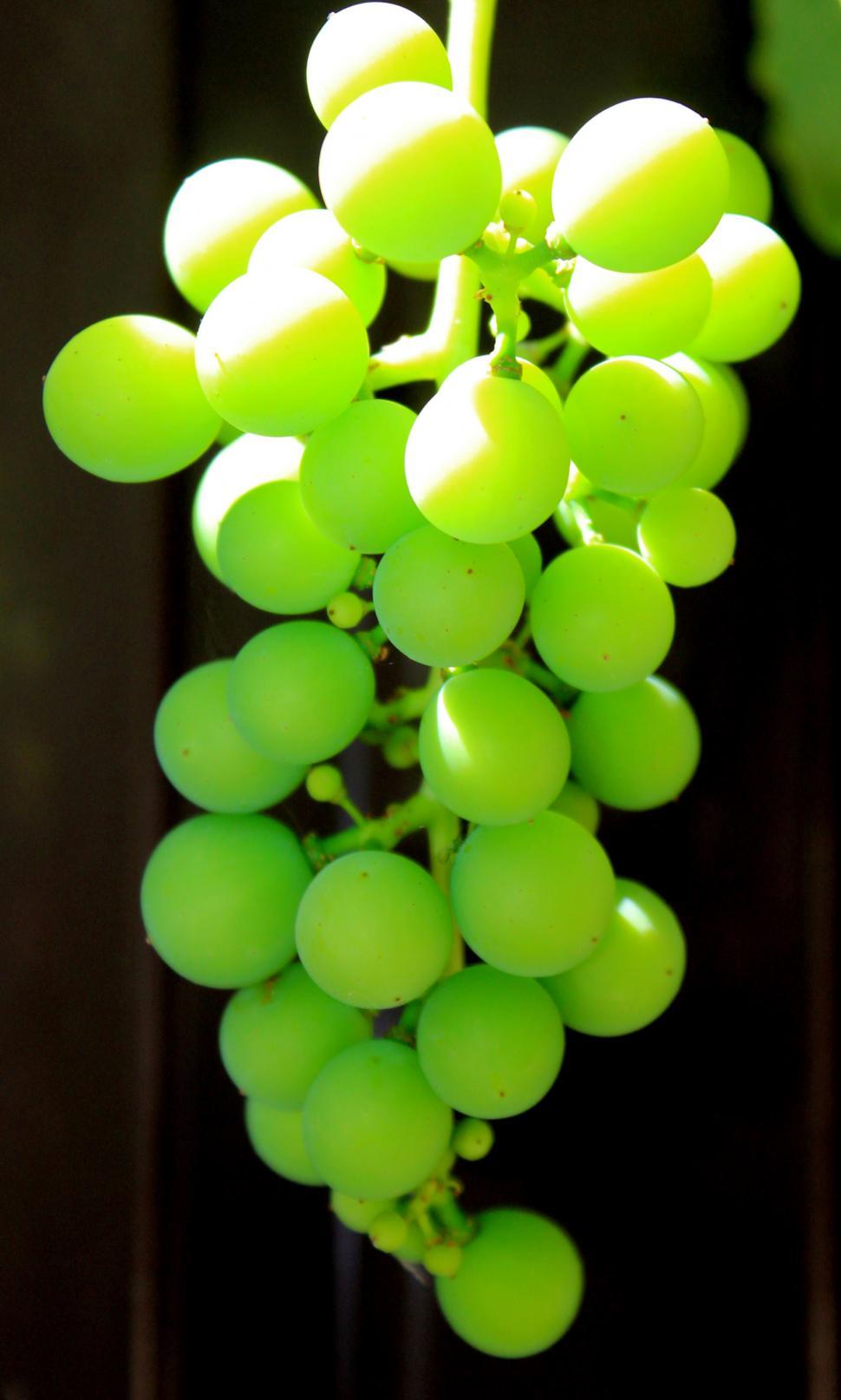 Free Image of Green Grapes 