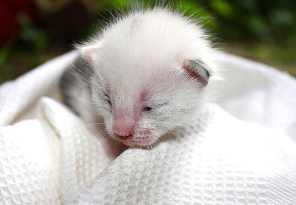 Free Image of Newborn vulnerable kitten on a white blanket 