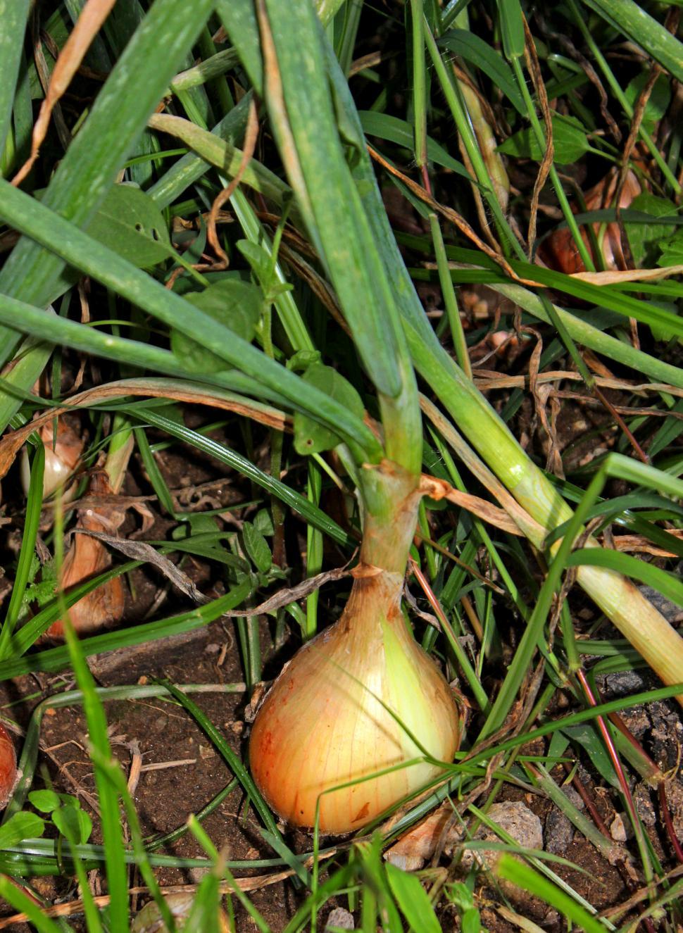 Free Image of Organic farming - Onion bulb growing in the soil 