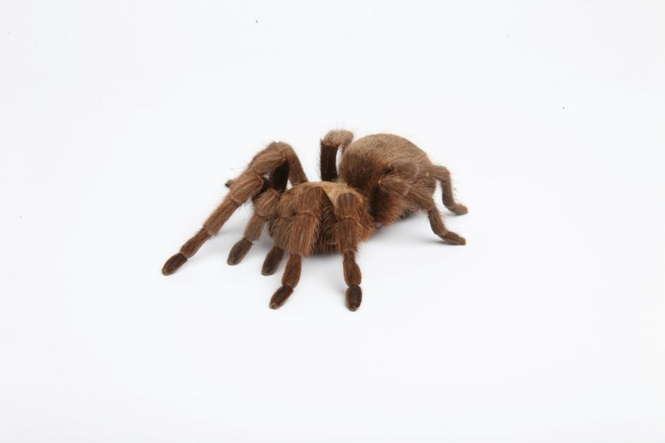 Free Image of Tarantula Spider isolated on white. 