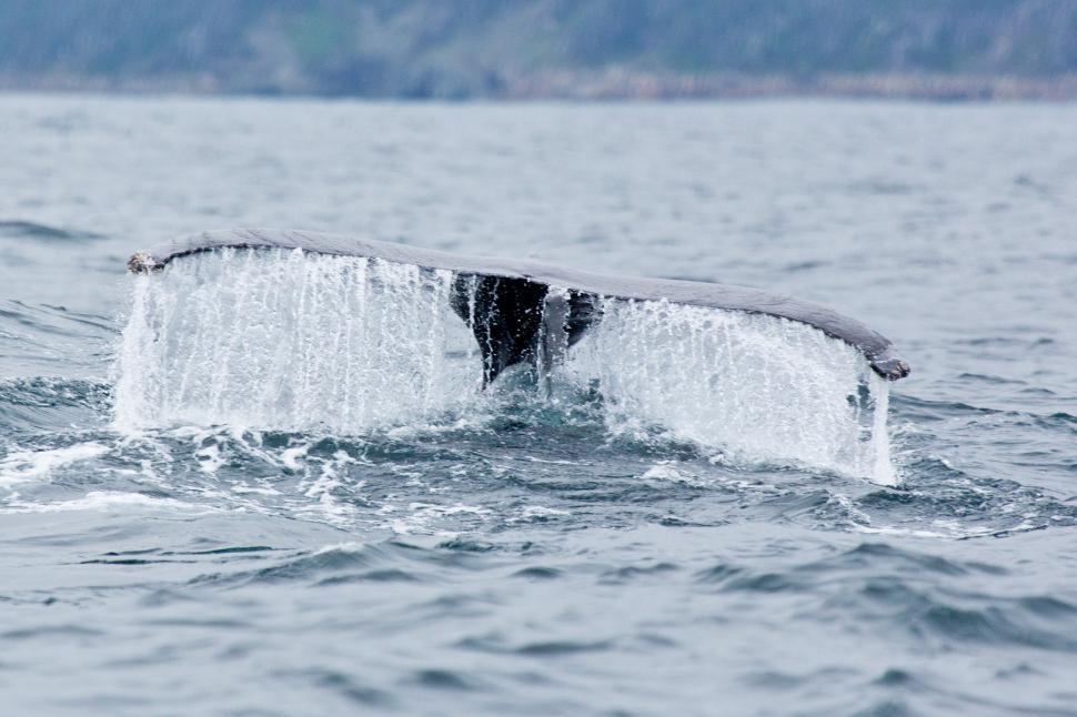 Free Image of Whale 