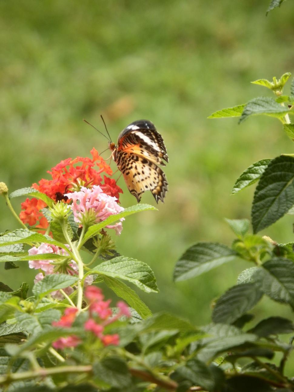 Free Image of Butterfly on a Flower 