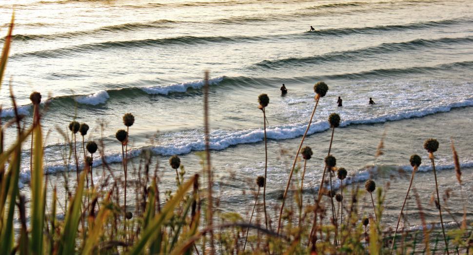 Free Image of Summer swimmers at sunset in the waves, Odeceixe, southern Portu 