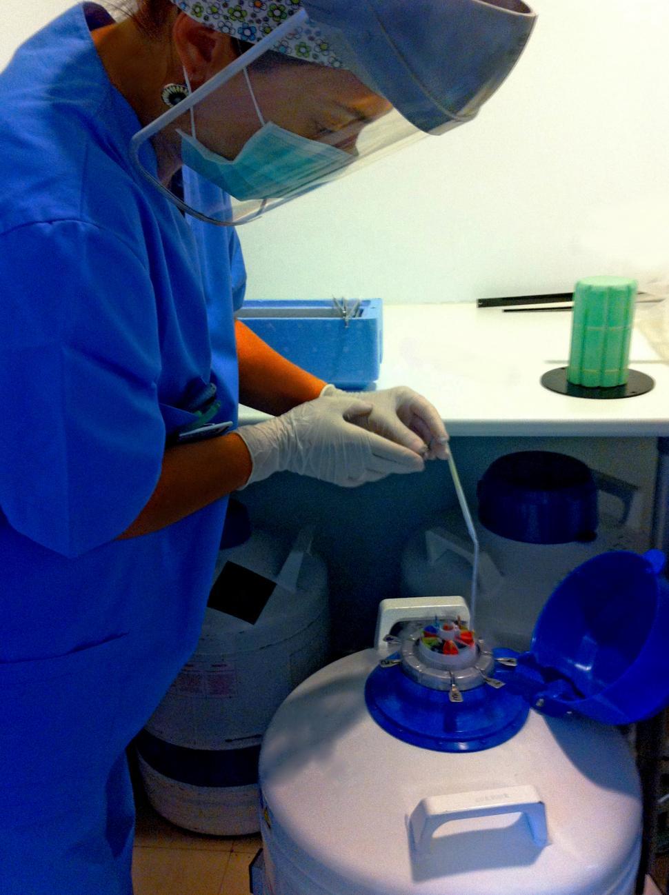 Free Image of Embryologist collecting cryopreserved samples in liquid nitrogen 