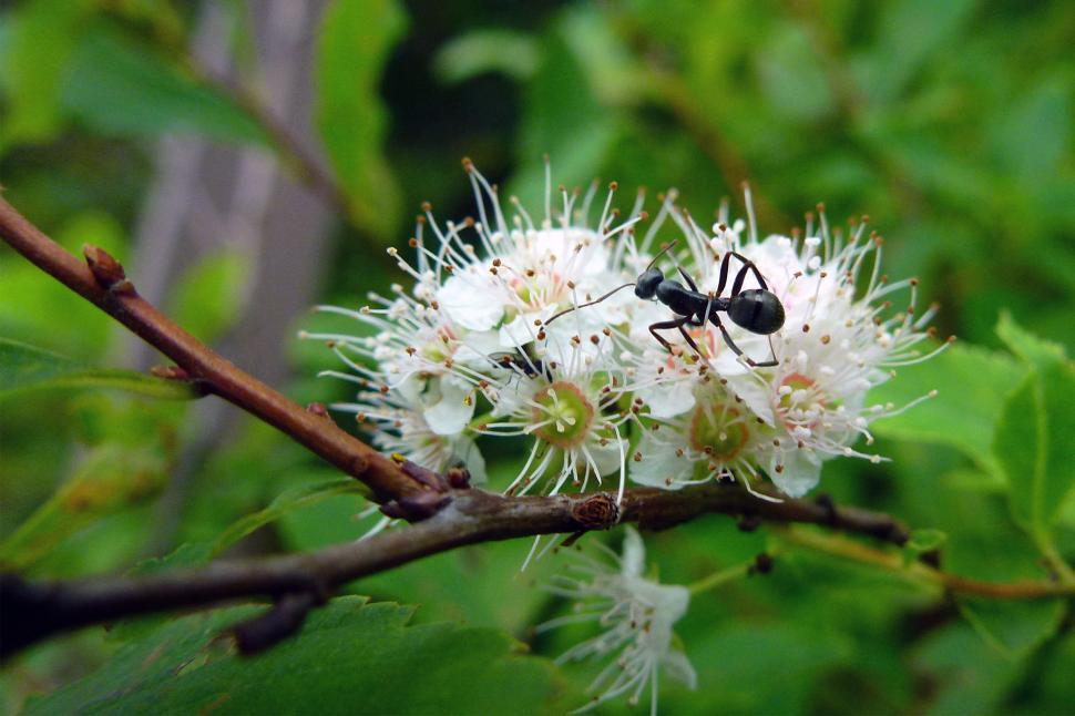 Free Image of Ant On Flowers 