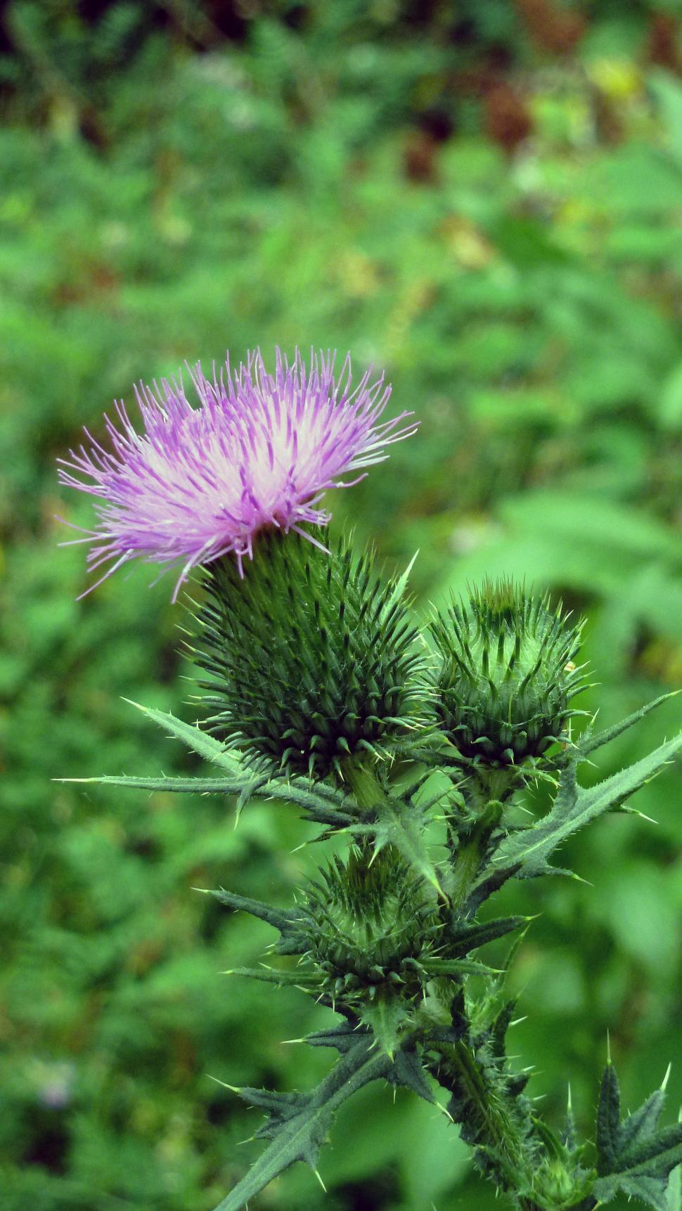 Free Image of Thistle Flower 