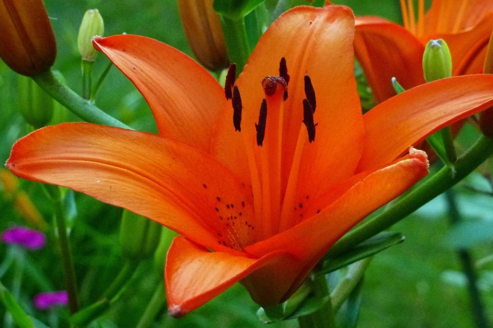 Free Image of Lily Asiatic  