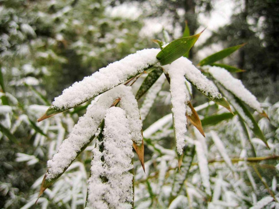 Free Image of Snow covered bamboo leaves 