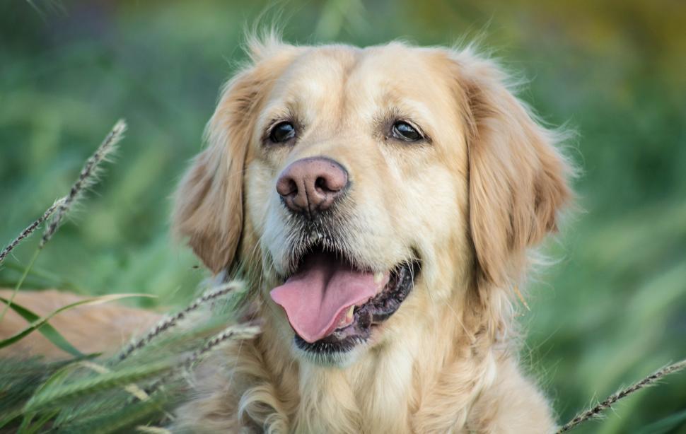 Free Image of Dog Close Up in Field of Grass 