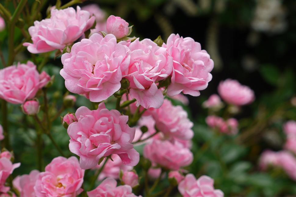 Free Image of Pink Tea Rose 