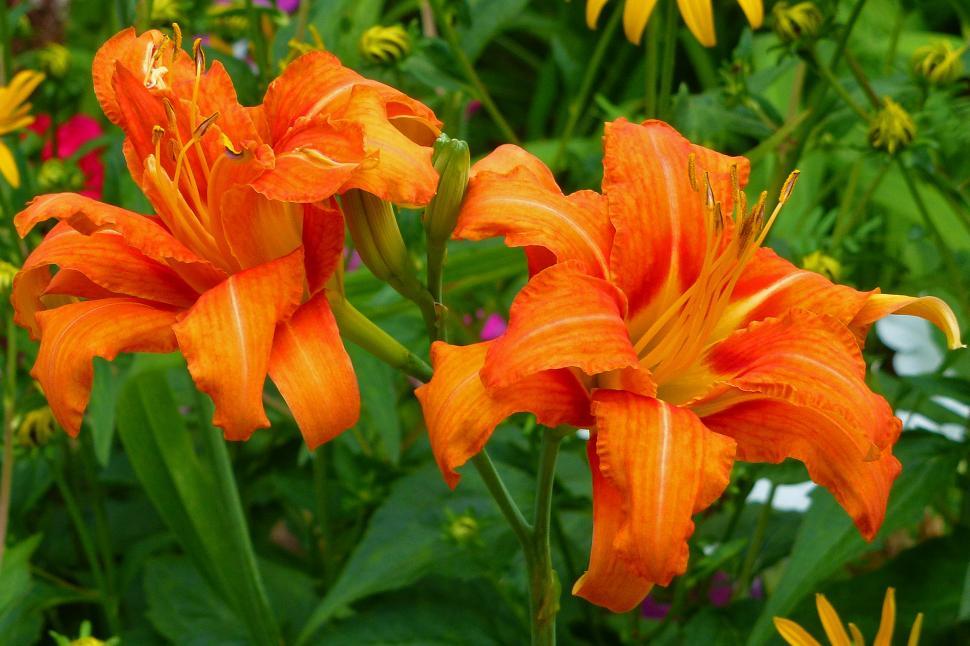 Free Image of Day Lily Flower Bloom Close Up  