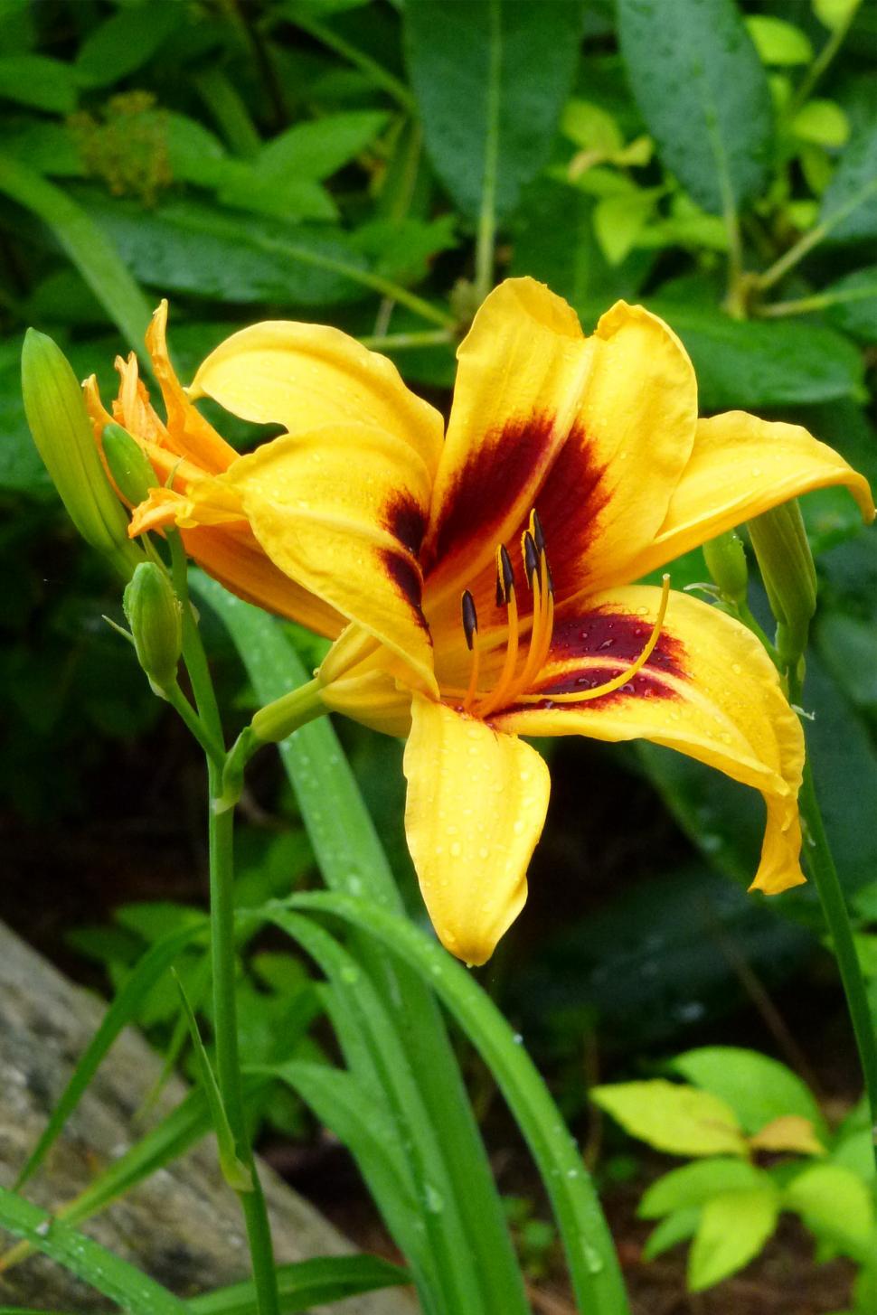 Free Image of Day Lily Flower Blooms 