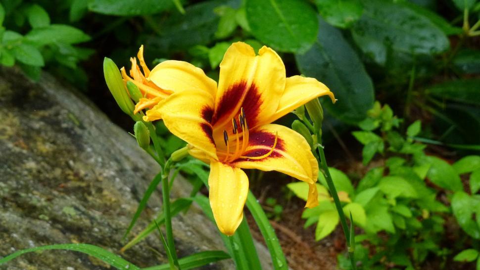 Free Image of Yellow Day Lily 