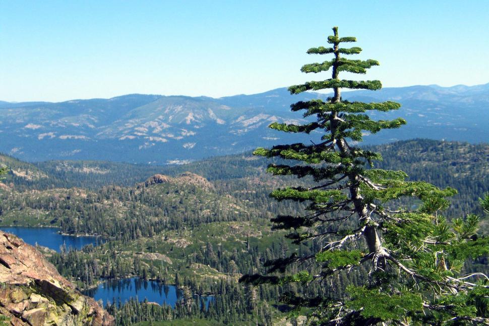 Free Image of pines forest trees lake pond water pine mountain mountains california valley lakes peak vista view dramatic rugged tree 