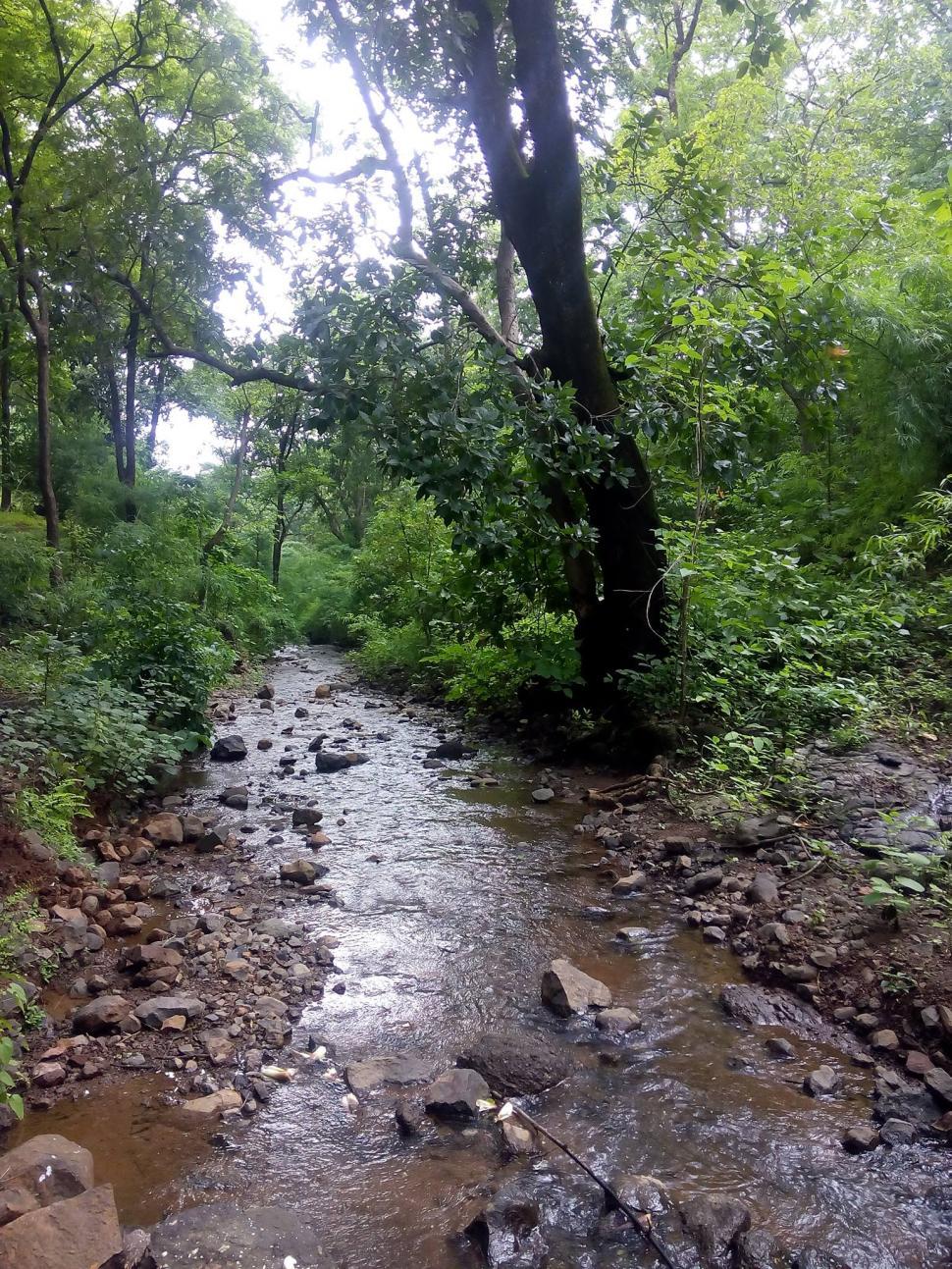 Free Image of A small river within Satpura Forest  