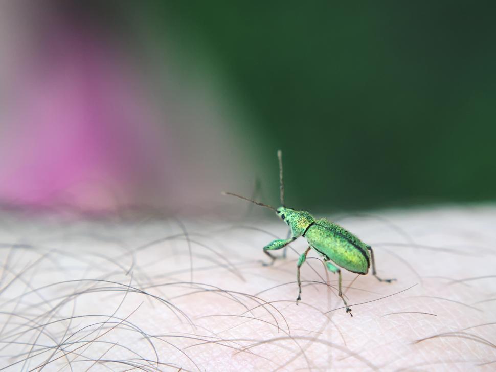 Free Image of Small insect sitting on an arm 