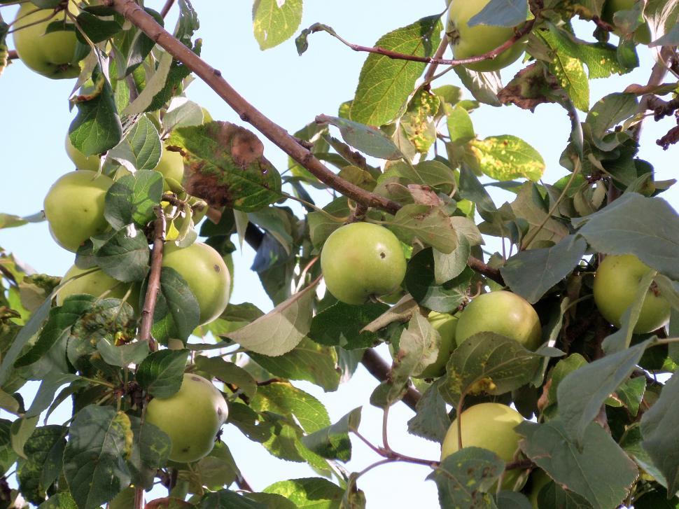 Free Image of Ripe green apples on a tree 