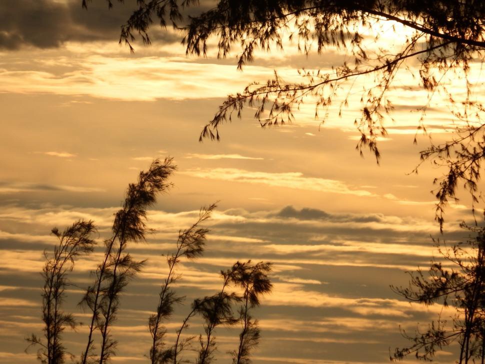 Free Image of Pine Trees Sunset Silhouette 
