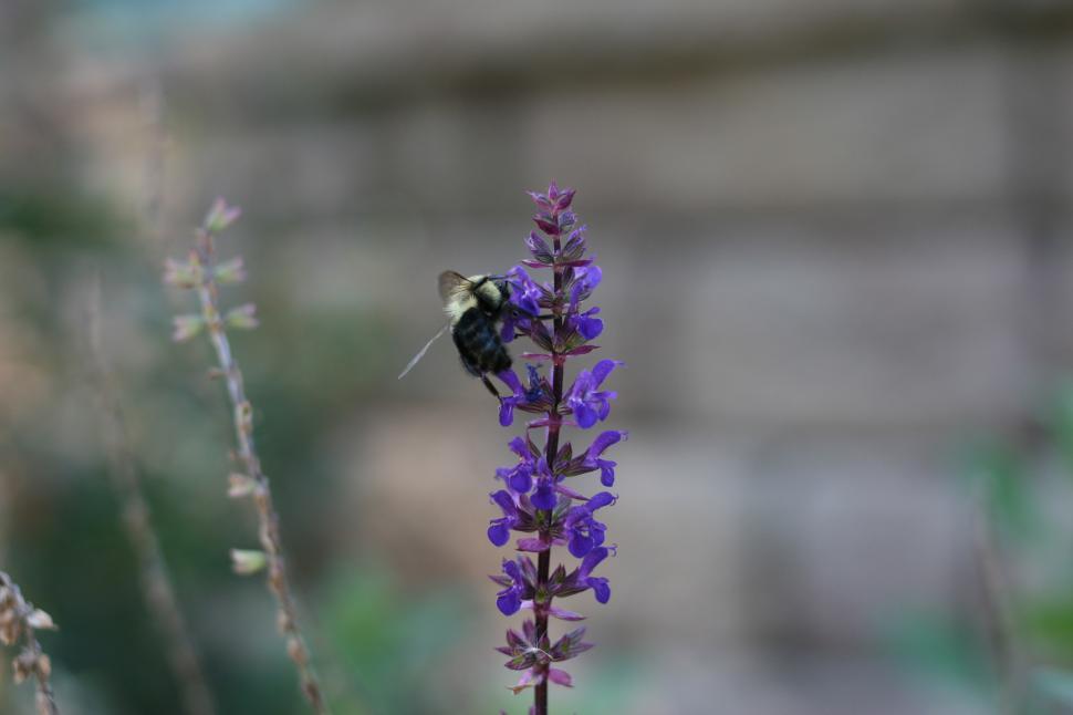 Free Image of Busy Bee 