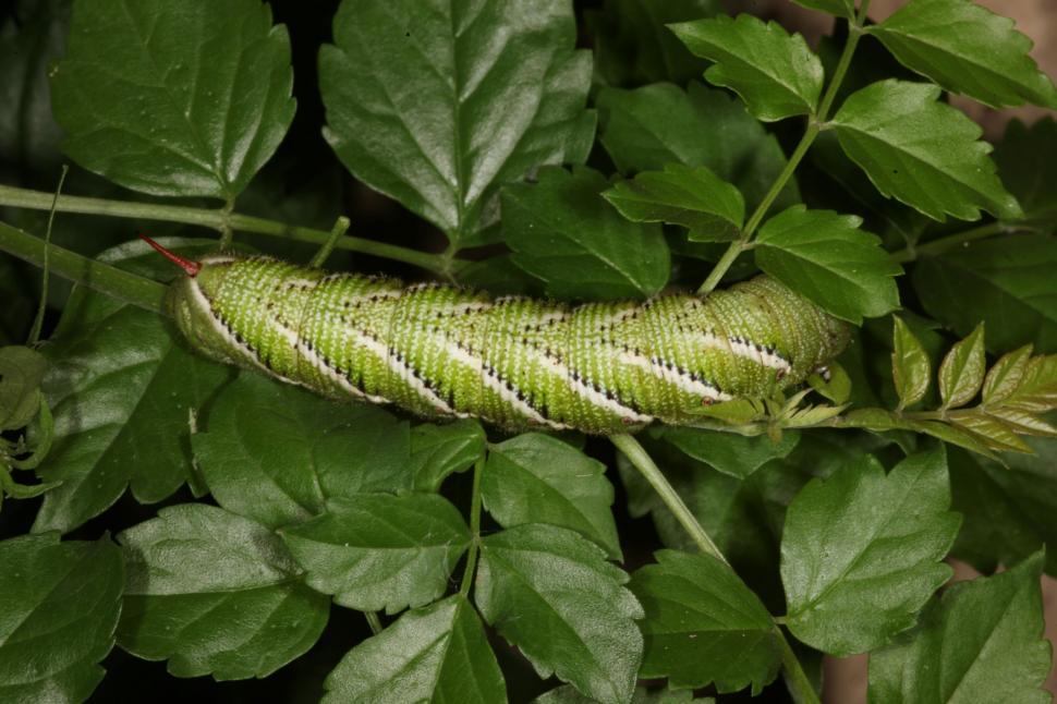 Free Image of Tomato Horn Worm 