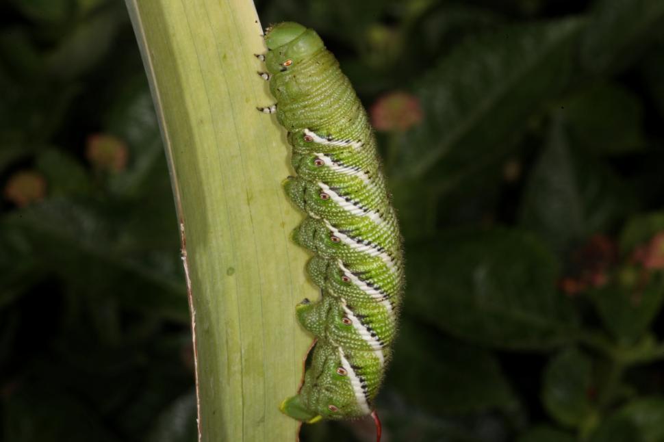 Free Image of Tomato Horn Worm 